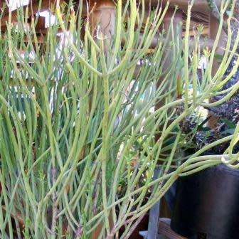 Euphorbia mauritanica Seeds - Jackal`s Food - South African Indigenous Drought Tolerant Succulent