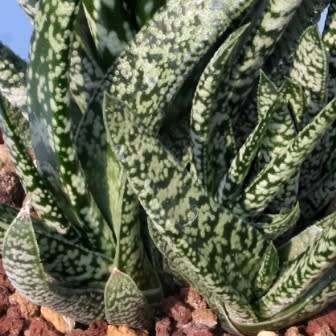 Gasteria pulchra Seeds - Indigenous South African Endemic Succulent - Combined Ship Rate