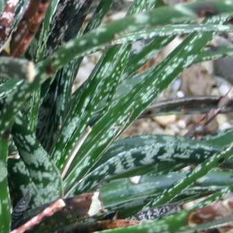 Gasteria pulchra Seeds - Indigenous South African Endemic Succulent - Combined Ship Rate