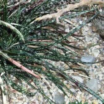 Gasteria pulchra Seeds - Indigenous South African Endemic Succulent - Combined Ship Rate