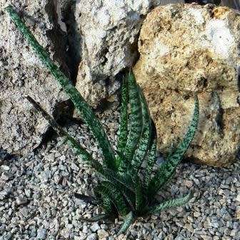 Gasteria pulchra Seeds - Indigenous South African Endemic Succulent - Combined Ship Rate