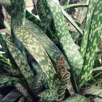 Gasteria pulchra Seeds - Indigenous South African Endemic Succulent - Combined Ship Rate