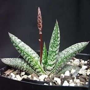 Gasteria pulchra Seeds - Indigenous South African Endemic Succulent - Combined Ship Rate