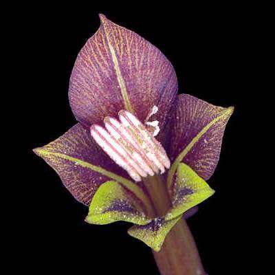 Gladiolus fourcadei Seeds - Indigenous South African Endemic Perennial Bulb - Global Shipping