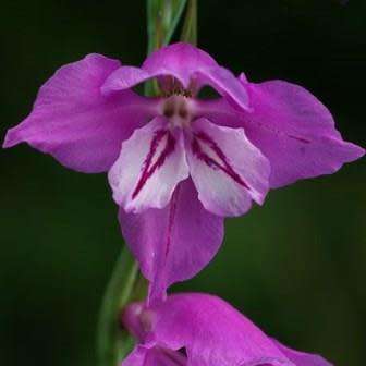 5 Gladiolus imbricatus Seeds - Exotic Perennial Bulb - Cut Flowers - Combined Worldwide Shipping