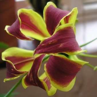 Gloriosa carsonii - 5 Seed Pack - Beautiful Rare Indigenous Tuberous Perennial Climber Vine - NEW