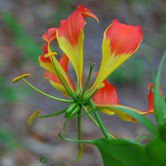 Gloriosa superba - Flame Lily - 15 Seed Pack - Indigenous Bulbous Perennial Climber Vine - NEW