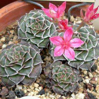 Graptopetalum bellum / Tacitus bellus Seeds - Buy Succulent Seeds From Africa