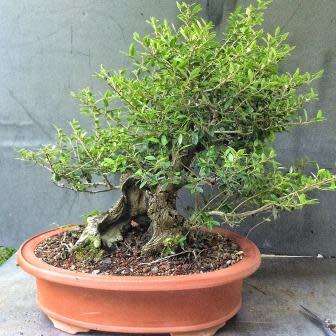 Ilex cornuta - Chinese Holly Bonsai - 5 Seeds + FREE Gifts Seeds + Bonsai eBook, NEW