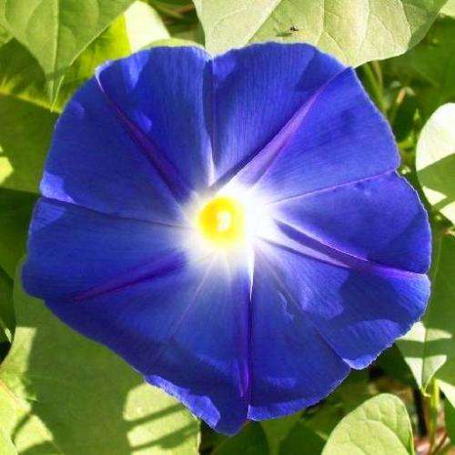 Ipomoea tricolor - Heavenly Blue Morning Glory  - 5 Seed Pack - Exotic Climber Vine
