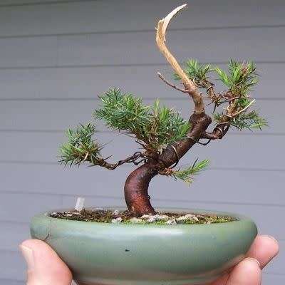 Juniperus virginiana - Bonsai - 5 Seeds + FREE Gifts Seeds + Bonsai eBook, NEW
