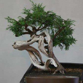 Juniperus virginiana - Bonsai - 5 Seeds + FREE Gifts Seeds + Bonsai eBook, NEW