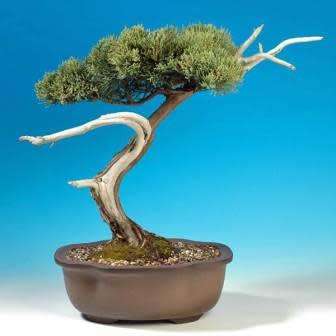 Juniperus virginiana - Bonsai - 5 Seeds + FREE Gifts Seeds + Bonsai eBook, NEW
