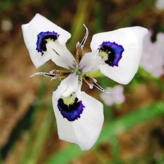 Moraea aristata Seeds - Indigenous Endemic Perennial Bulb Seeds for Sale in South Africa