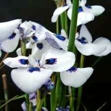 Moraea aristata Seeds - Indigenous Endemic Perennial Bulb Seeds for Sale in South Africa