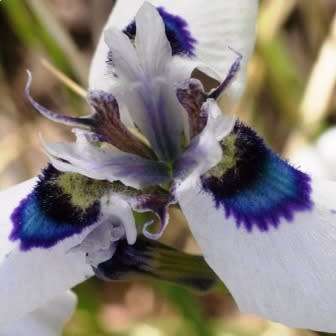 Moraea aristata Seeds - Indigenous Endemic Perennial Bulb Seeds for Sale in South Africa