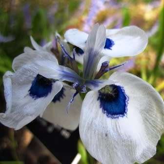 Moraea aristata Seeds - Indigenous Endemic Perennial Bulb Seeds for Sale in South Africa