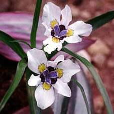 Moraea falcifolia Seeds - Indigenous South African Perennial Bulb - Winter Blooming Global Shipping