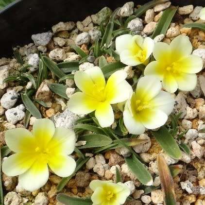 Moraea luteoalba Seeds - Indigenous Endemic Perennial Bulb - Insured Flat Ship Rate