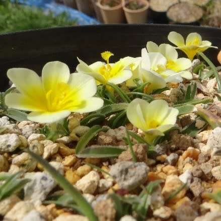 Moraea luteoalba Seeds - Indigenous Endemic Perennial Bulb - Insured Flat Ship Rate