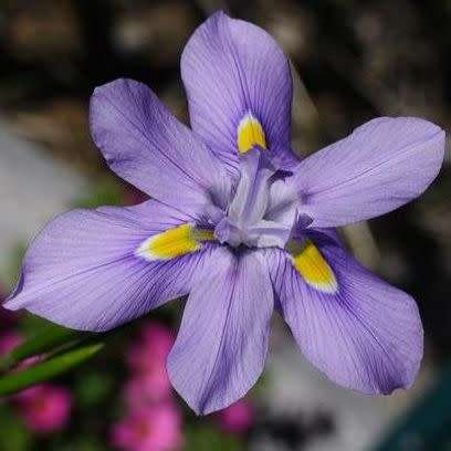 Moraea polystachya Seeds - South African Indigenous Perennial Bulb - Combined Global Shipping