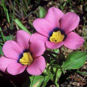 Moraea versicolor Seeds - Rare Indigenous Endemic Perennial Bulb - Combined Global Shipping