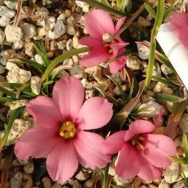 Moraea versicolor Seeds - Rare Indigenous Endemic Perennial Bulb - Combined Global Shipping