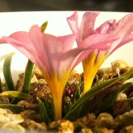 Moraea versicolor Seeds - Rare Indigenous Endemic Perennial Bulb - Combined Global Shipping