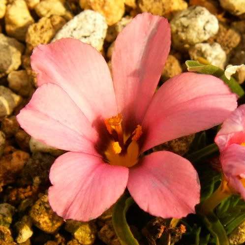 Moraea versicolor Seeds - Rare Indigenous Endemic Perennial Bulb - Combined Global Shipping