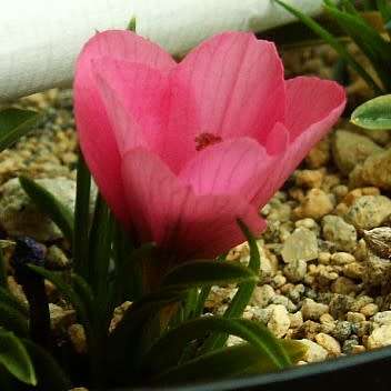 Moraea versicolor Seeds - Rare Indigenous Endemic Perennial Bulb - Combined Global Shipping