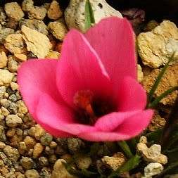 Moraea versicolor Seeds - Rare Indigenous Endemic Perennial Bulb - Combined Global Shipping