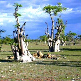Moringa ovalifolia Seeds -Phantom Tree, Sprokiesboom- Edible Medicinal Vegetable Bonsai