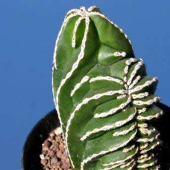 Pachycereus marginatus Seeds - Exotic Cactus, Insured Combined Shipping