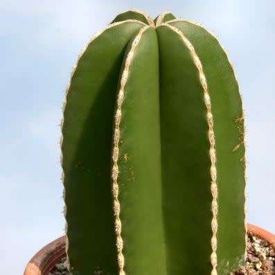Pachycereus marginatus Seeds - Exotic Cactus, Insured Combined Shipping