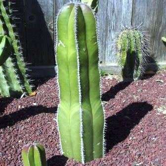 Pachycereus marginatus Seeds - Exotic Cactus, Insured Combined Shipping