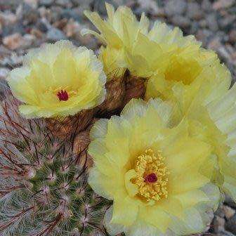 Parodia erubescens - 5 Seed Pack - Verified Seller - Exotic Succulent Cactus - Combined Shipping