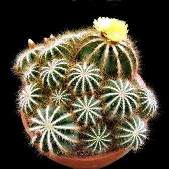 Parodia magnifica - 5 Seed Pack - Verified Seller - Exotic Succulent Cactus - Combined Shipping