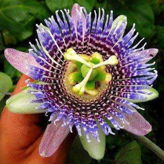 Passiflora ligularis - Passion Flower Sweet Granadilla - 5 Seed Pack - Edible Fruit