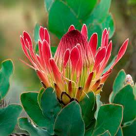 Protea eximia Seeds - Indigenous Endemic Cut Flower Fynbos Shrub - Worldwide Shipping