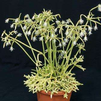 Rhipsalis cereuscula Seeds - Mistletoe Cactus - Succulent Cactus + FREE Seeds
