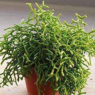 Rhipsalis cereuscula Seeds - Mistletoe Cactus - Succulent Cactus + FREE Seeds