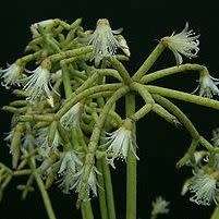 Rhipsalis cereuscula Seeds - Mistletoe Cactus - Succulent Cactus + FREE Seeds