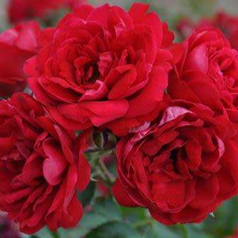 Rosa kordesii Seeds - Rose Perennial Flowering Shrub - Combined Ship Rate