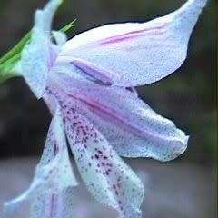 Gladiolus caeruleus Seeds - Rare Indigenous South African Endemic Perennial Bulb - Global Shipping