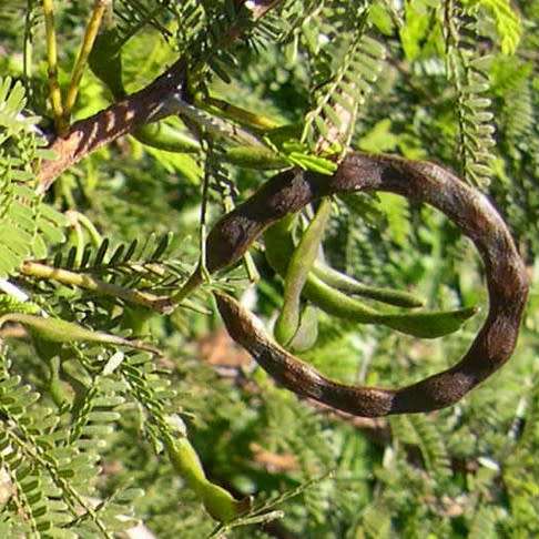 Vachellia karroo Syn. Acacia karroo Tree Seeds - Indigenous Hardy - Combined Global Shipping