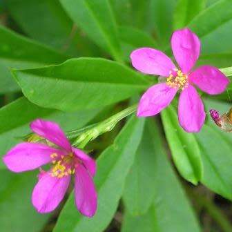 5 Talinum portulacifolium Seeds - South African Indigenous Caudiciform Succulent Edible Medicinal