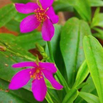 5 Talinum portulacifolium Seeds - South African Indigenous Caudiciform Succulent Edible Medicinal