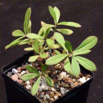5 Talinum portulacifolium Seeds - South African Indigenous Caudiciform Succulent Edible Medicinal