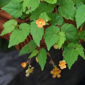 Begonia sutherlandii Seeds - Wild Begonia - South African Indigenous Shade Hardy Perennial