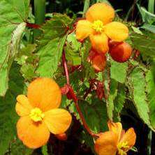 Begonia sutherlandii Seeds - Wild Begonia - South African Indigenous Shade Hardy Perennial